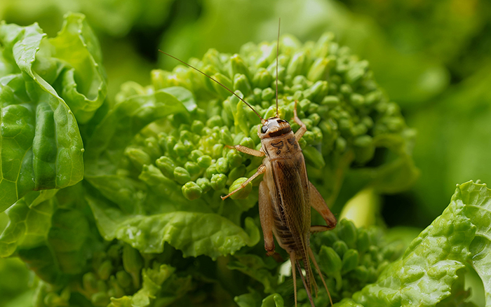 takeo-nihonmatsu-cricket2