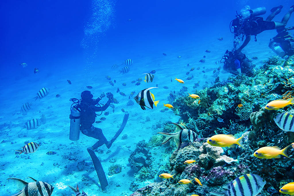 divers swimming underwater with coral reefs