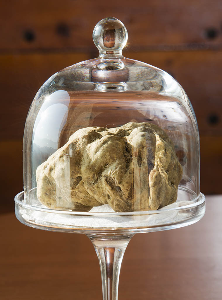 Wonderful white truffle in glass bell with pedestal